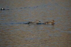 Canard chipeau_737A7673 null