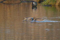 Canard chipeau_737A8081 null