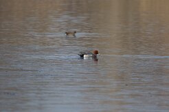Canard siffleur_737A1590 null