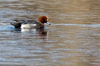 Canard siffleur Canard siffleur