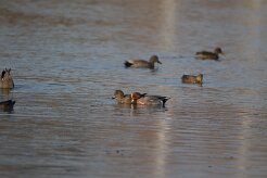 Canard siffleur_737A1597 null
