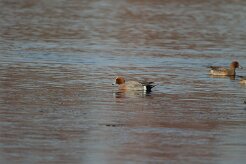 Canard siffleur_737A1600 null
