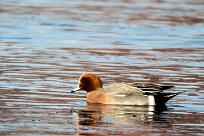 Canard siffleur Canard siffleur