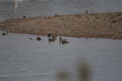 Canard siffleur_737A3747 null