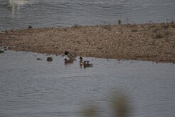 Canard siffleur_737A3749 null