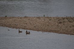 Canard siffleur_737A3753 null