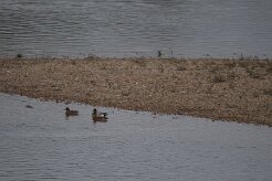 Canard siffleur_737A3754 null