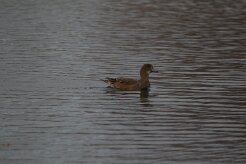 Canard siffleur_737A7678 null