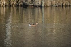Canard siffleur_737A7687 null