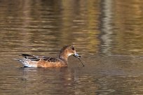 Canard siffleur Canard siffleur