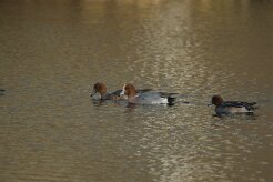Canard siffleur_737A7707 null