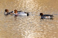 Canard siffleur Canard siffleur