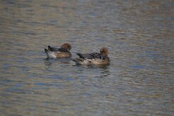 Canard siffleur_737A7710 null