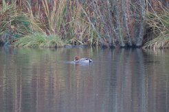 Canard siffleur_737A8060 null