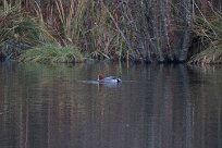 Canard siffleur Canard siffleur