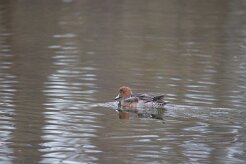 Canard siffleur_737A8061 null