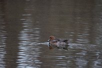 Canard siffleur Canard siffleur