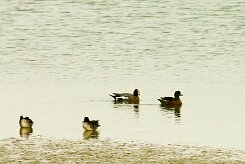 canard_siffleur_01 null