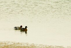 canard_siffleur_02 null