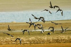 canard_siffleur_04 null