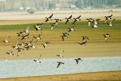 canard_siffleur_05 null