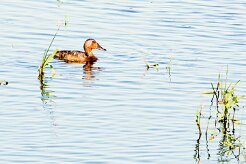 Canard souchet_240605_6148-2 null