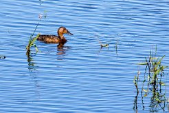 Canard souchet Brenne