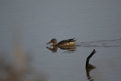 Canard souchet_737A1259 null