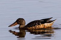 Canard souchet Canard souchet