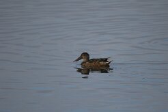 Canard souchet_737A1461 null