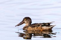 Canard souchet Canard souchet