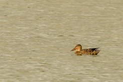 Canard souchet_737A6003-2 null