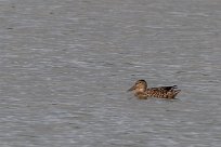 Canard souchet