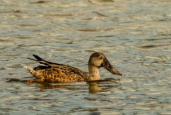 Canard souchet_737A6068-2 null