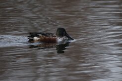 Canard souchet_737A7634 null