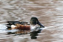 Canard souchet Canard souchet