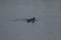 Canard souchet_737A7638 null