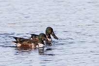 Canard souchet Canard souchet