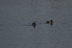 Canard souchet_737A7641 null