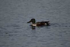 Canard souchet_737A7642 null