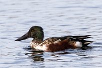 Canard souchet Canard souchet