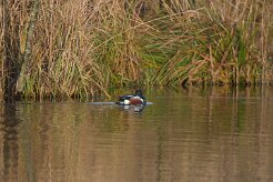 Canard souchet_737A8082 null