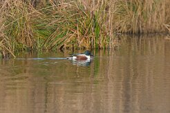 Canard souchet_737A8083 null