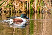 Canard souchet Canard souchet