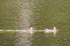 canard_souchet_02-2 null