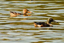 canard_souchet_04-2 null