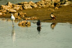 canard_souchet_07-2 null