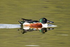 canard_souchet_10-2 null