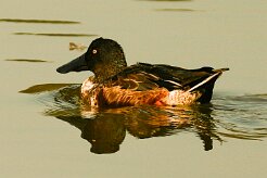 canard_souchet_11-2 null