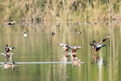 canard_souchet_17-2 null